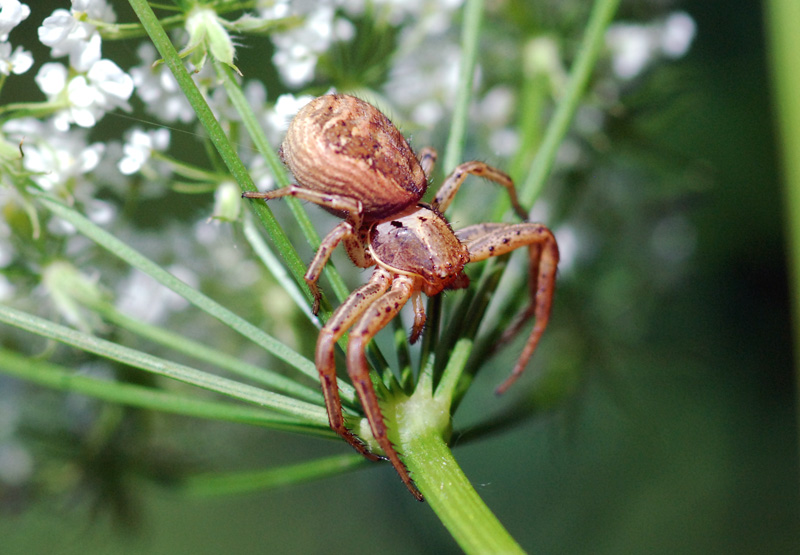 Xysticus sp.